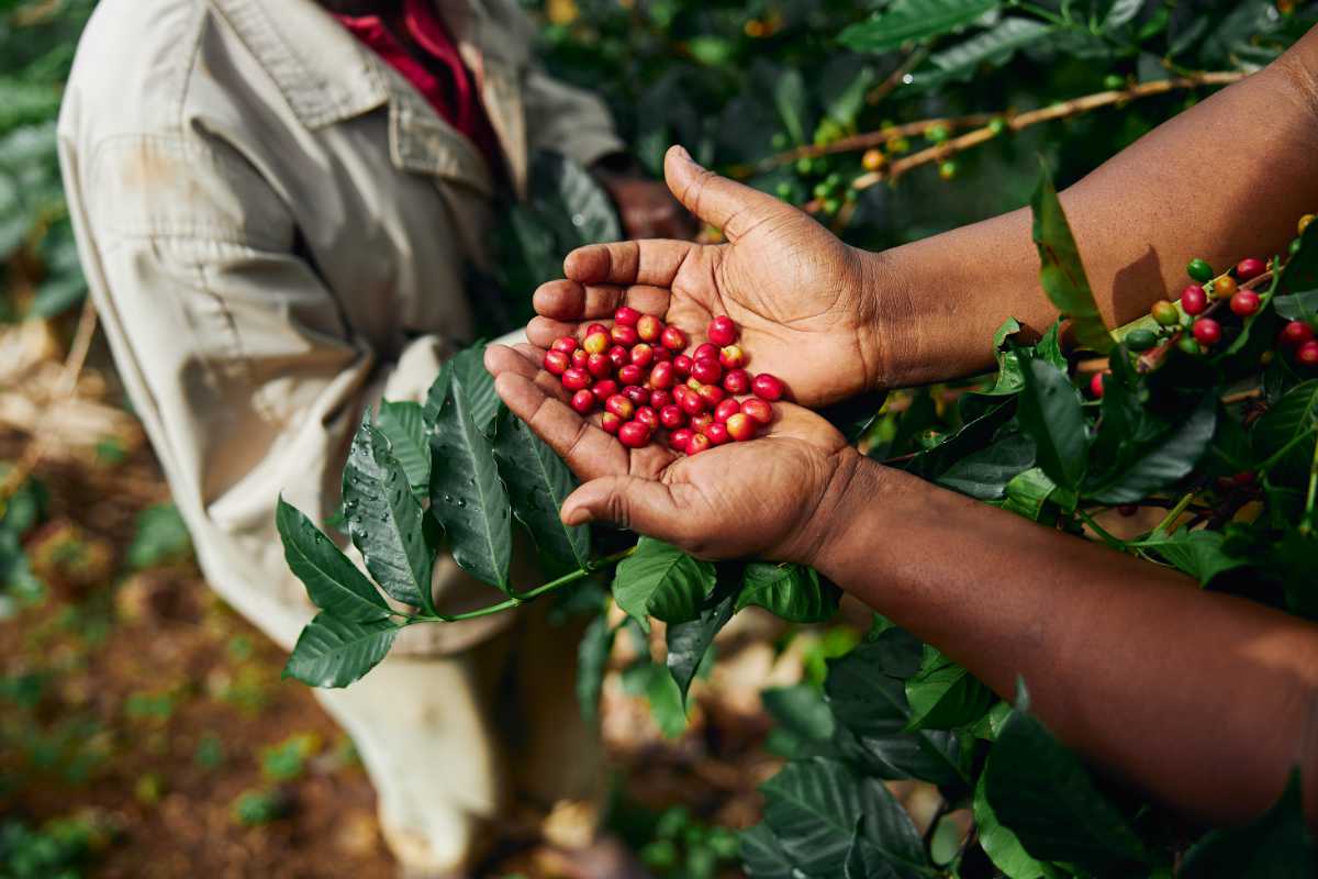 Agrarerzeugnisse — Kaffee und Tropenfrucht aus Afrika