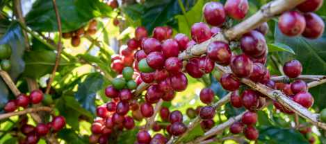 Ethiopian coffee cherries