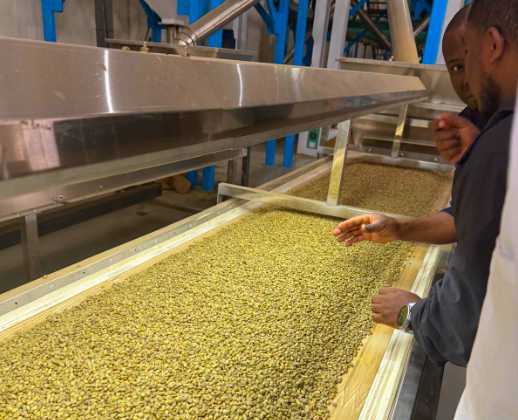 Coffee beans drying on raised beds