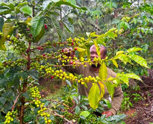 African farmer tending coffee plants