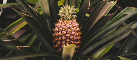 Dried pineapple slices